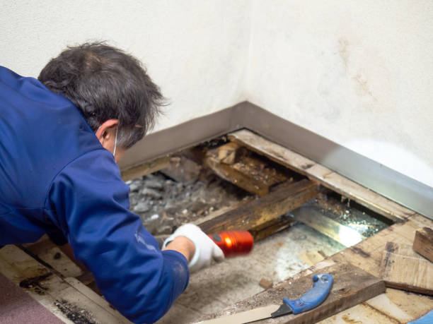 Best Fast Mold Removal  in Camano, WA