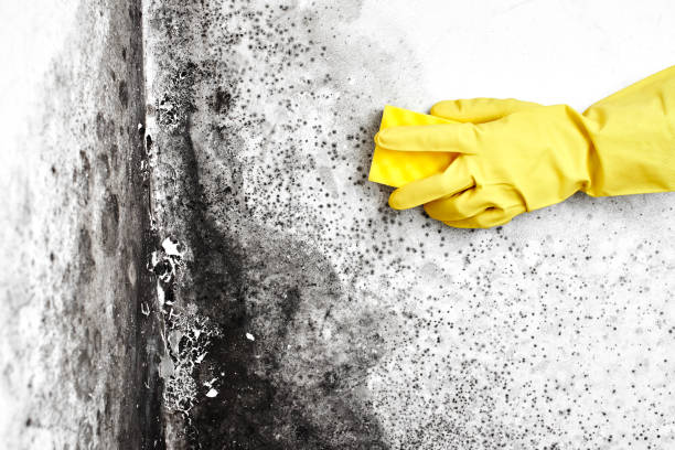 Best Commercial Mold Removal  in Camano, WA