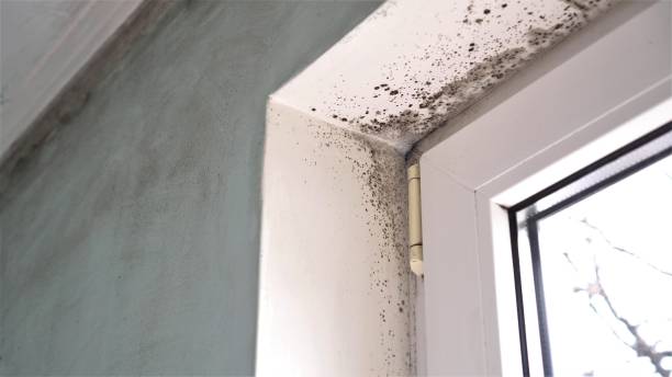 Best Same-Day Mold Removal  in Camano, WA