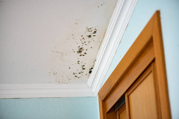 Best Mold Removal Specialists  in Camano, WA