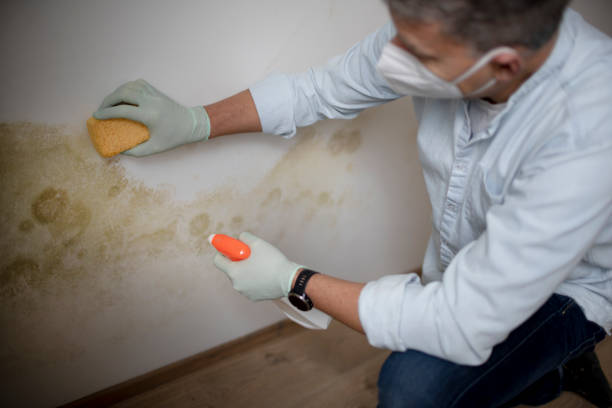 Best Mold Remediation Services  in Camano, WA