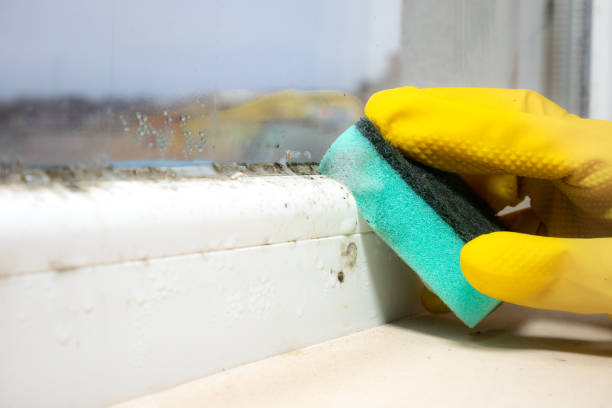 Mold Removal and Inspection in Camano, WA