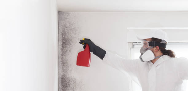 Best Toxic Mold Removal  in Camano, WA
