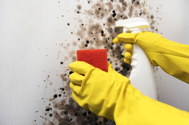 Best Local Mold Removal Service  in Camano, WA