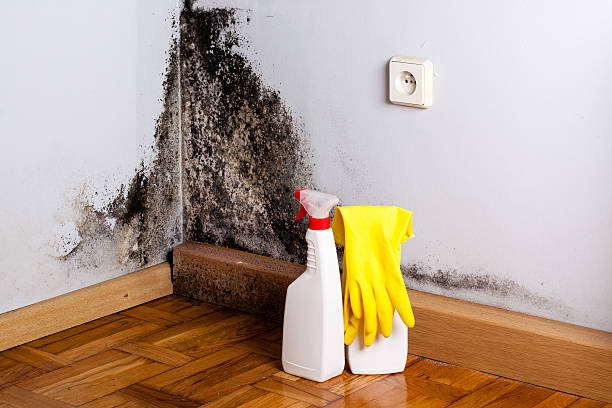 Best Professional Mold Removal  in Camano, WA