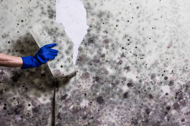 Best Mold Removal Near Me  in Camano, WA