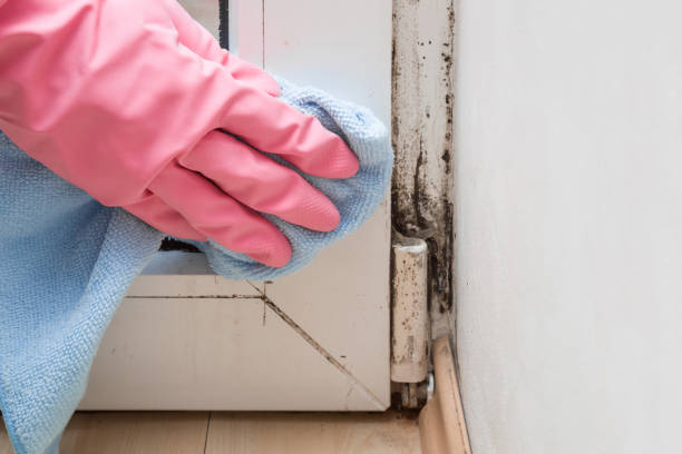 Best Mold Removal Company Near Me  in Camano, WA